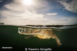 American crocodile by Massimo Giorgetta 